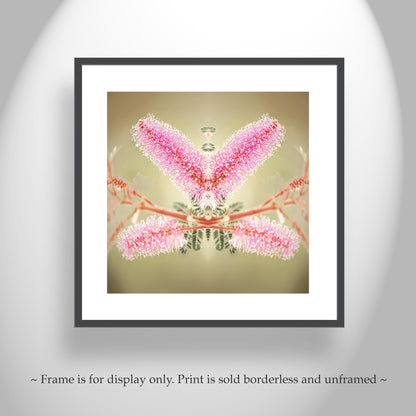 Abstract Nature Photography with Velvet Pod Mimosa Flower