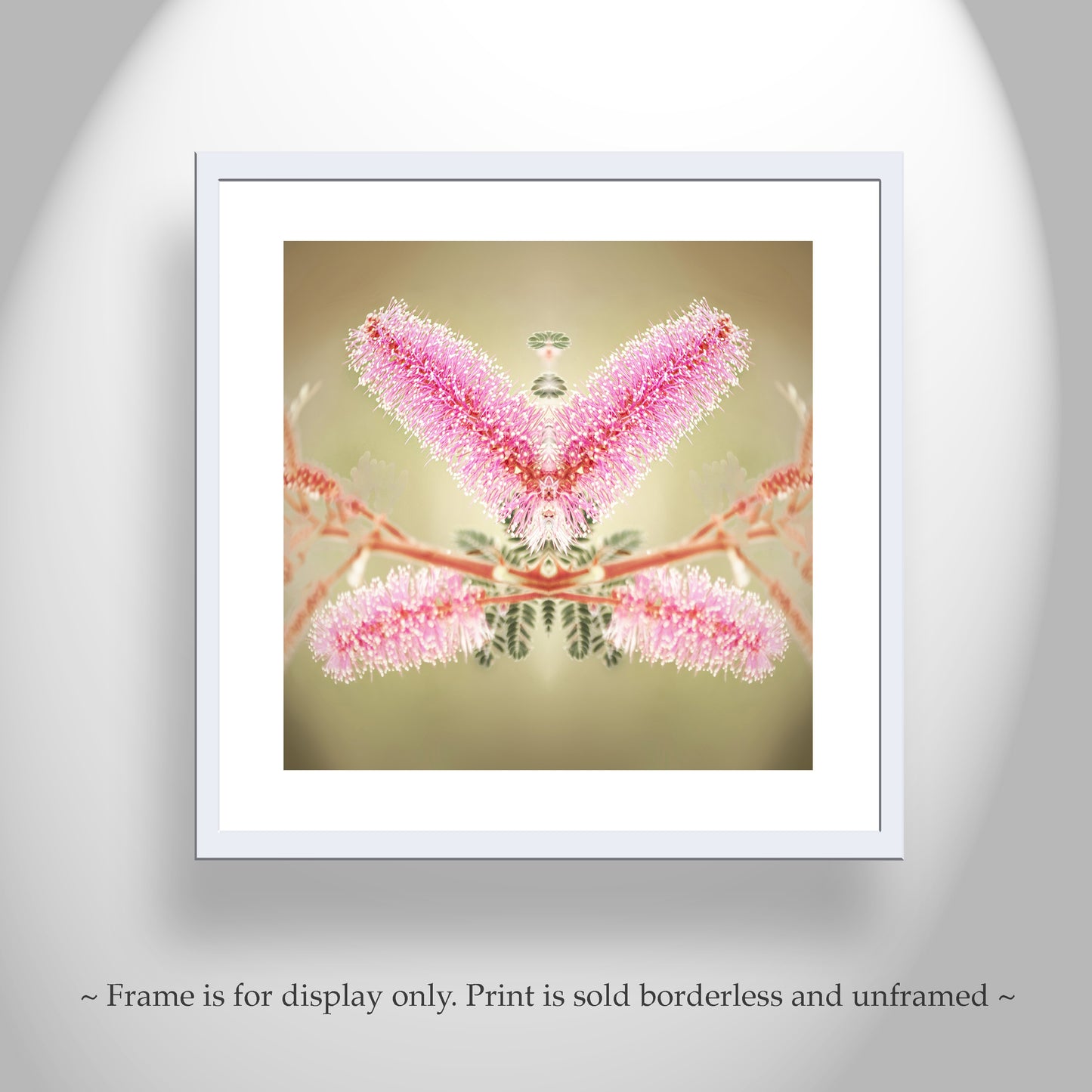 Abstract Nature Photography with Velvet Pod Mimosa Flower