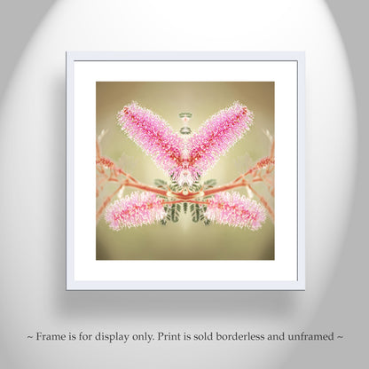 Abstract Nature Photography with Velvet Pod Mimosa Flower