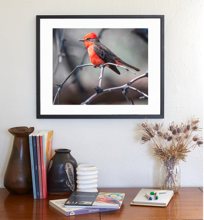 Vermilion Flycatcher Bird Art as Arizona Avian Wall Decor