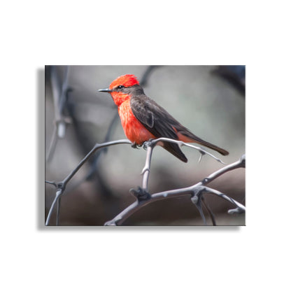 Vermilion Flycatcher Bird Art as Arizona Avian Wall Decor