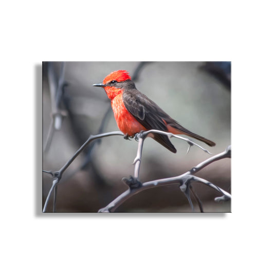 Vermilion Flycatcher Bird Art as Arizona Avian Wall Decor