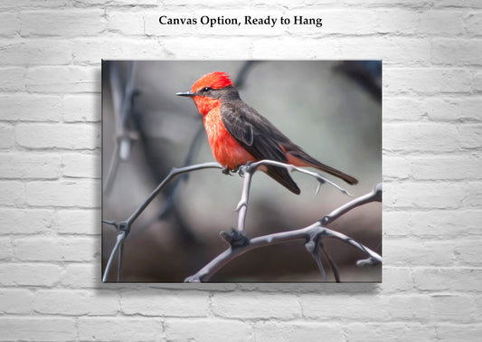Vermilion Flycatcher Bird Art as Arizona Avian Wall Decor