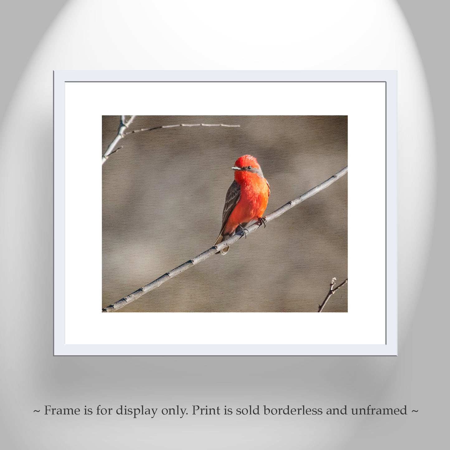 Vermilion Flycatcher Bird Art Print as Avian Wall Decor