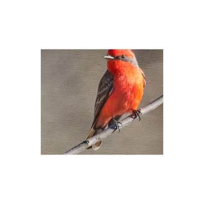 Vermilion Flycatcher Bird Art Print as Avian Wall Decor