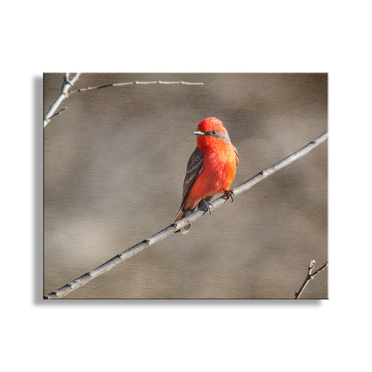 Vermilion Flycatcher Bird Art Print as Avian Wall Decor
