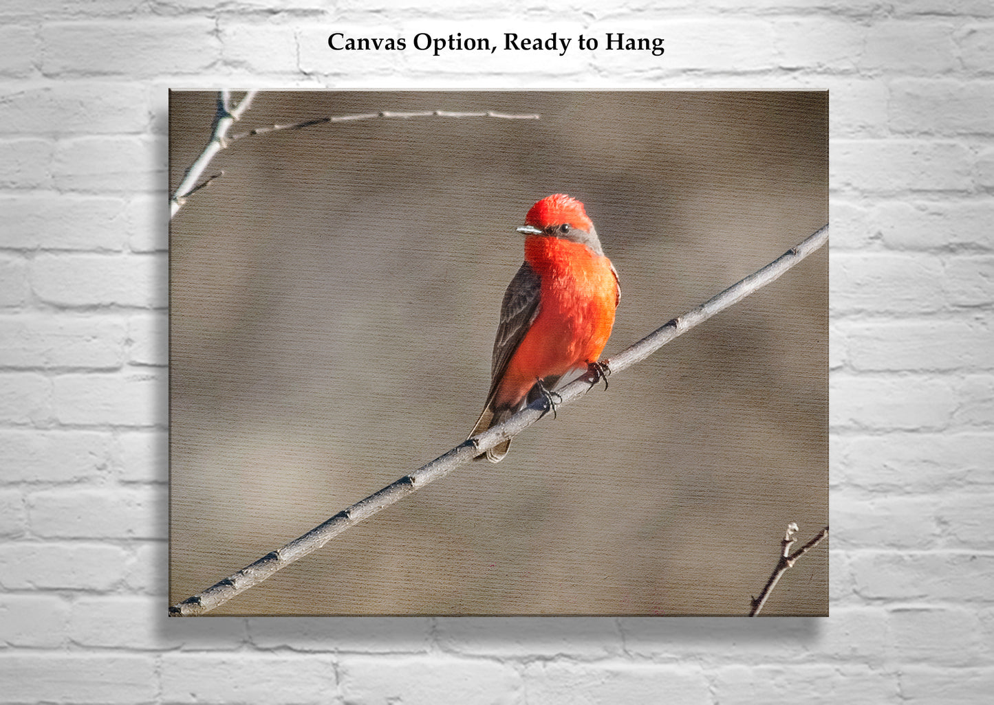 Vermilion Flycatcher Bird Art Print as Avian Wall Decor