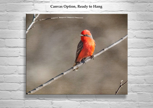 Vermilion Flycatcher Bird Art Print as Avian Wall Decor