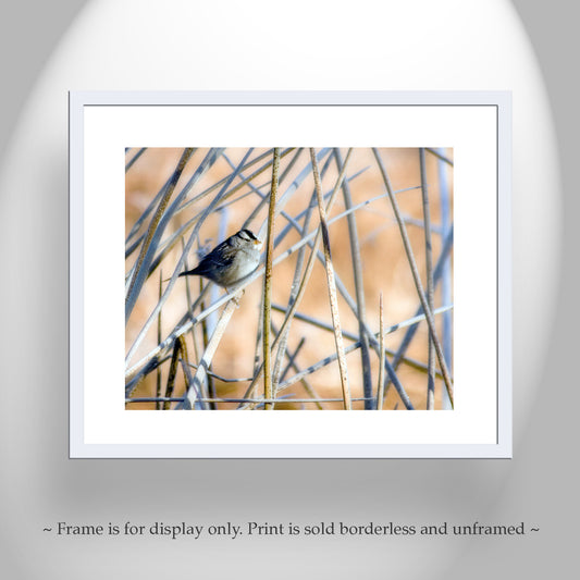 Sparrow Bird Art Picture with Reeds and Cattails in Wetlands Landscape