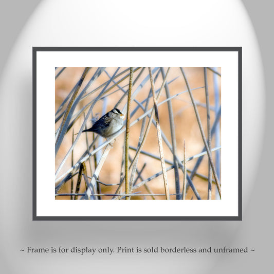 Sparrow Bird Art Picture with Reeds and Cattails in Wetlands Landscape