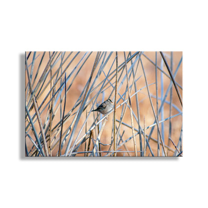 Sparrow Bird Picture in Reeds and Cattails as Fine Art Nature Wall Decor