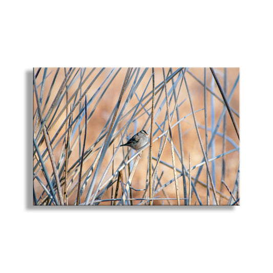 Sparrow Bird Picture in Reeds and Cattails as Fine Art Nature Wall Decor