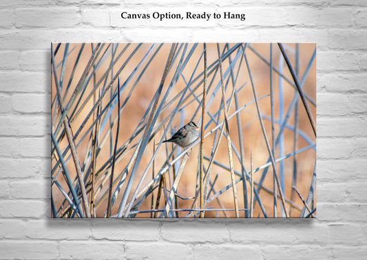 Sparrow Bird Picture in Reeds and Cattails as Fine Art Nature Wall Decor