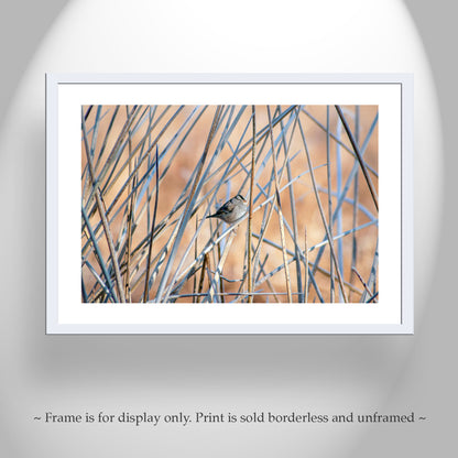 Sparrow Bird Picture in Reeds and Cattails as Fine Art Nature Wall Decor