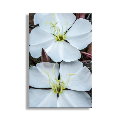 Close-up of two white flowers with yellow centers on a white background. White Evening Primrose Wildflower Art from Southern Arizona