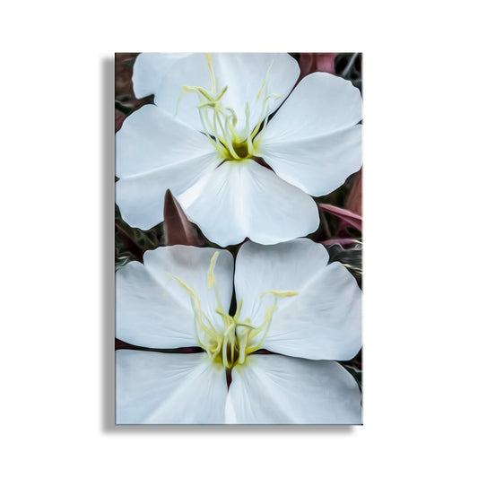 Close-up of two white flowers with yellow centers on a white background. White Evening Primrose Wildflower Art from Southern Arizona
