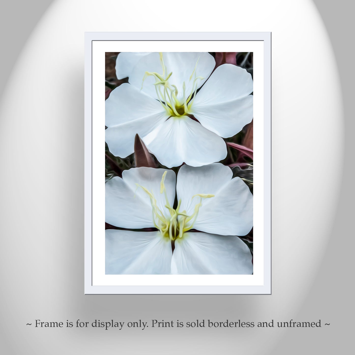 White Evening Primrose Wildflower Art from Southern Arizona