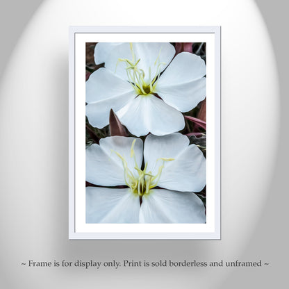 White Evening Primrose Wildflower Art from Southern Arizona