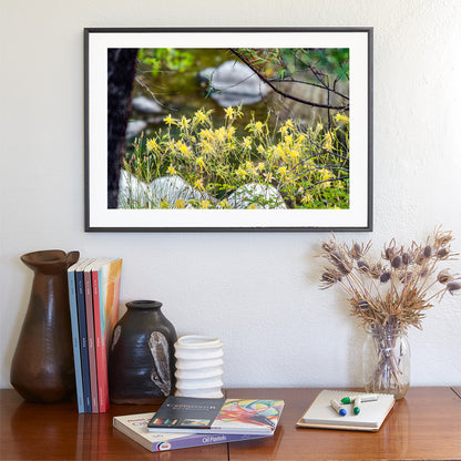 Wildflower Art with Yellow Columbine in Arizona Wilderness Canyon