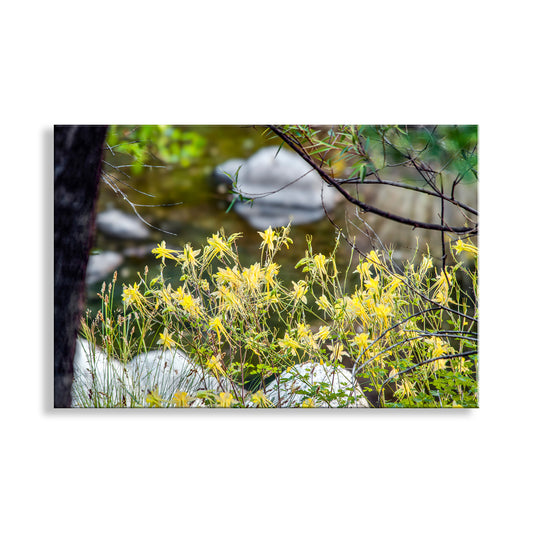 Wildflower Art with Yellow Columbine in Arizona Wilderness Canyon