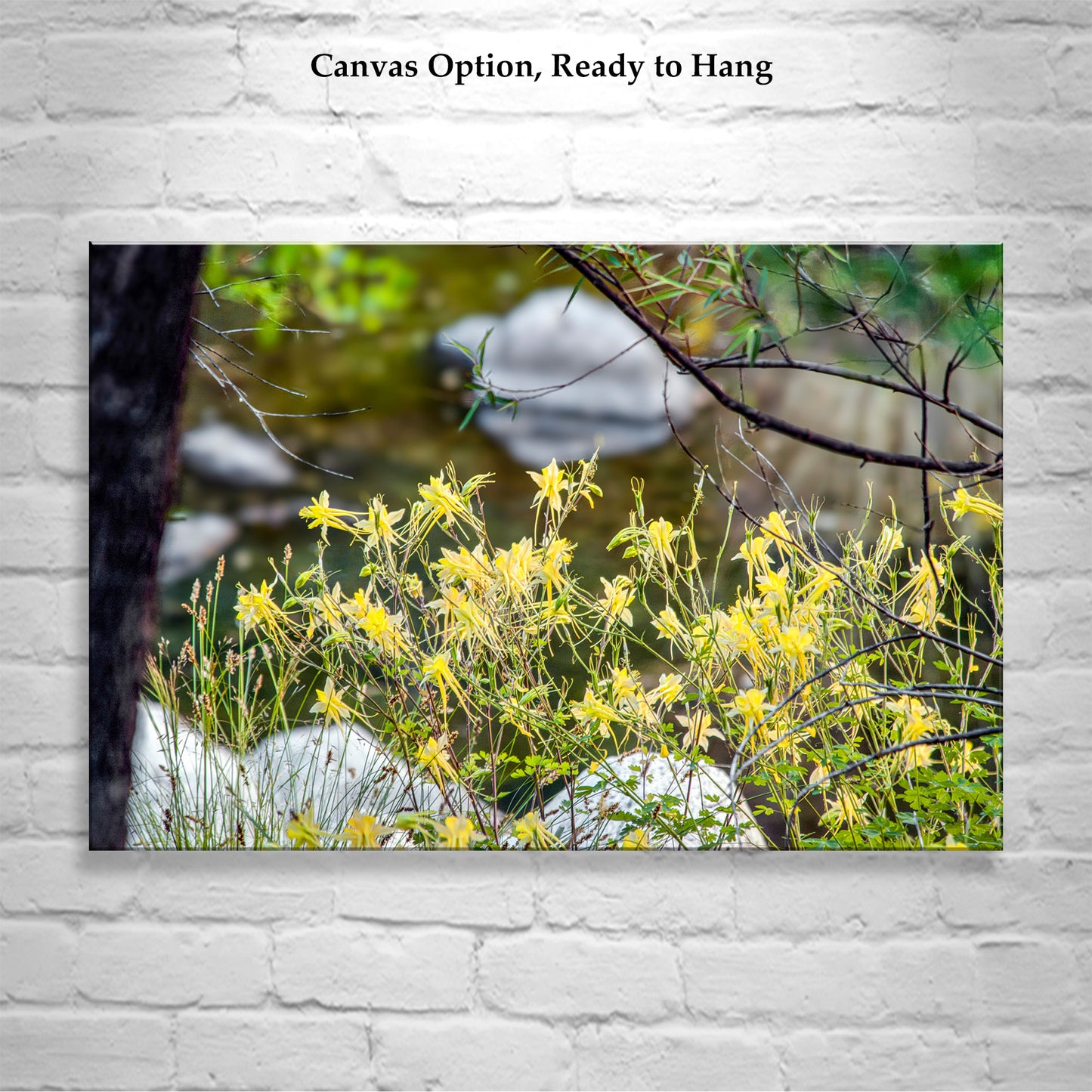 Wildflower Art with Yellow Columbine in Arizona Wilderness Canyon
