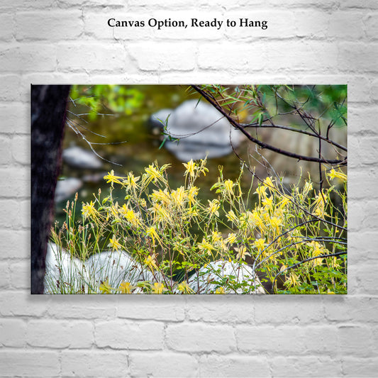Wildflower Art with Yellow Columbine in Arizona Wilderness Canyon