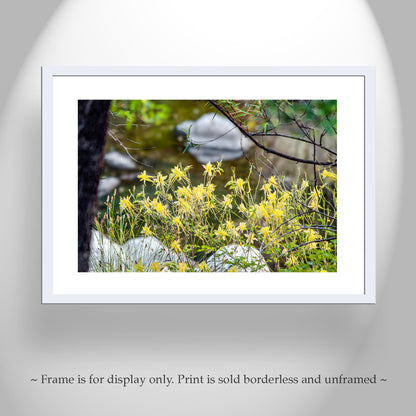 Wildflower Art with Yellow Columbine in Arizona Wilderness Canyon