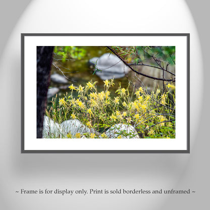Wildflower Art with Yellow Columbine in Arizona Wilderness Canyon