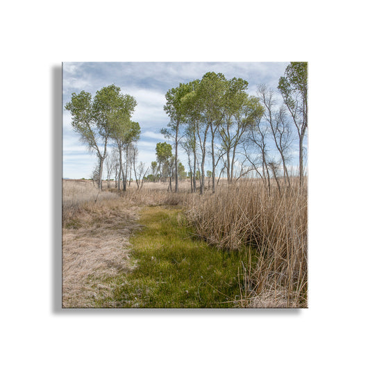 Wetland scene with trees and a path under a blue sky. Arizona Landscape Photograph of San Rafael Valley Grasslands as Nature Lover Gift