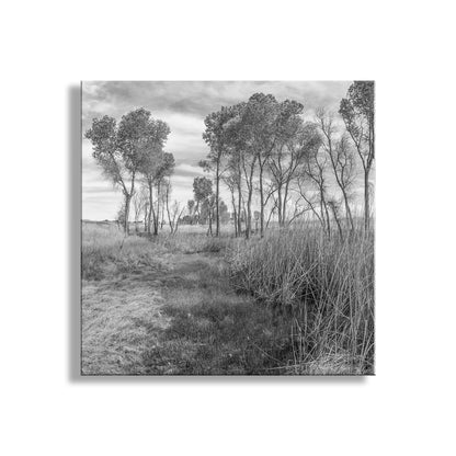Black and white landscape painting of a path leading through trees. Black & White Landscape Artwork of Wild Southern Arizona Grasslands