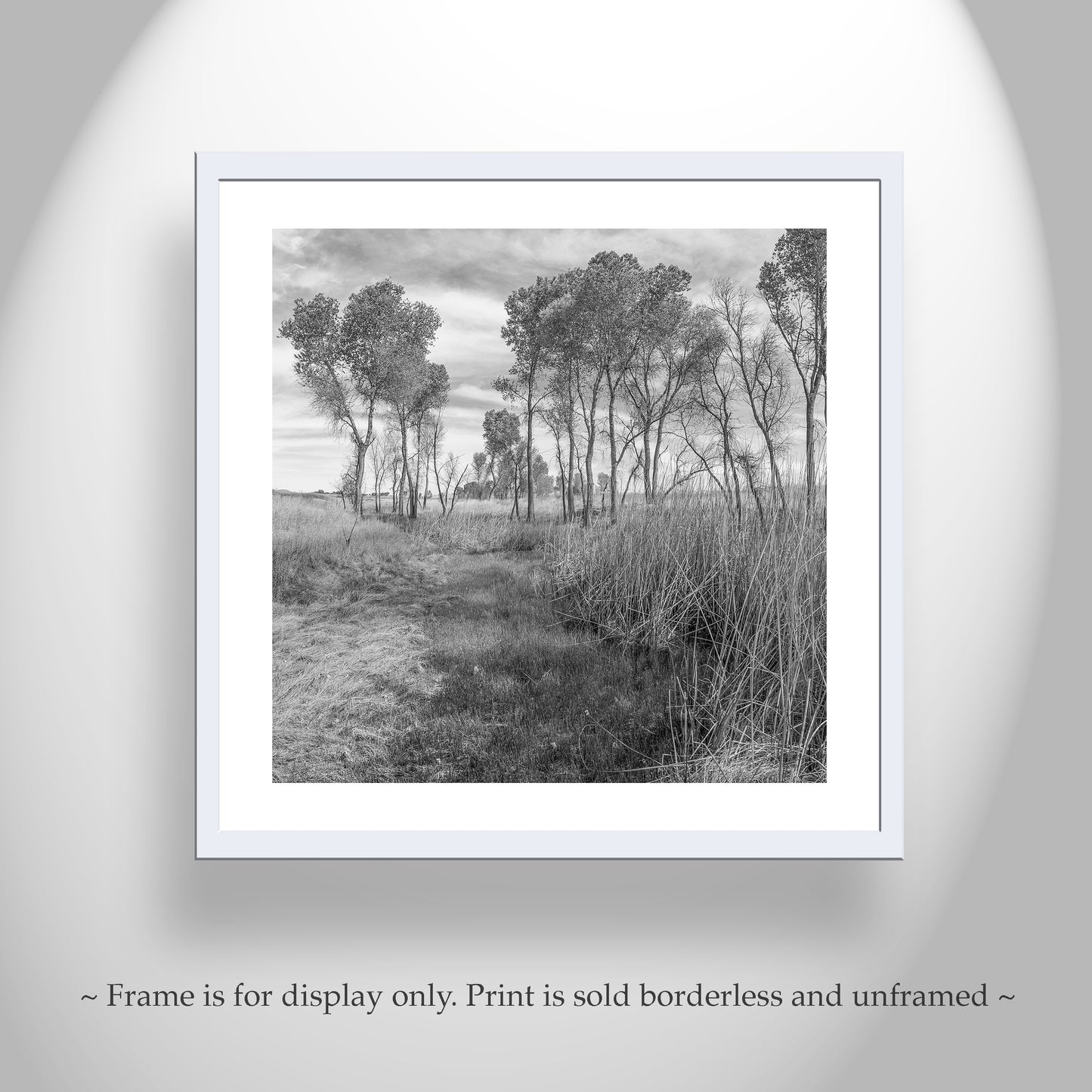 Black & White Landscape Artwork of Wild Southern Arizona Grasslands