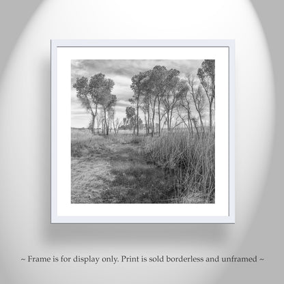 Black & White Landscape Artwork of Wild Southern Arizona Grasslands