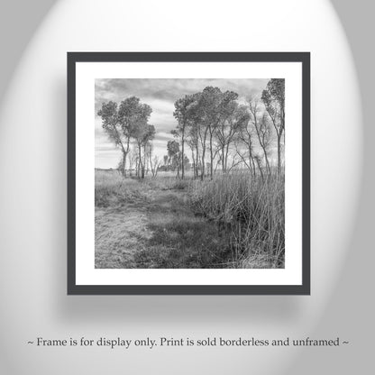 Black & White Landscape Artwork of Wild Southern Arizona Grasslands