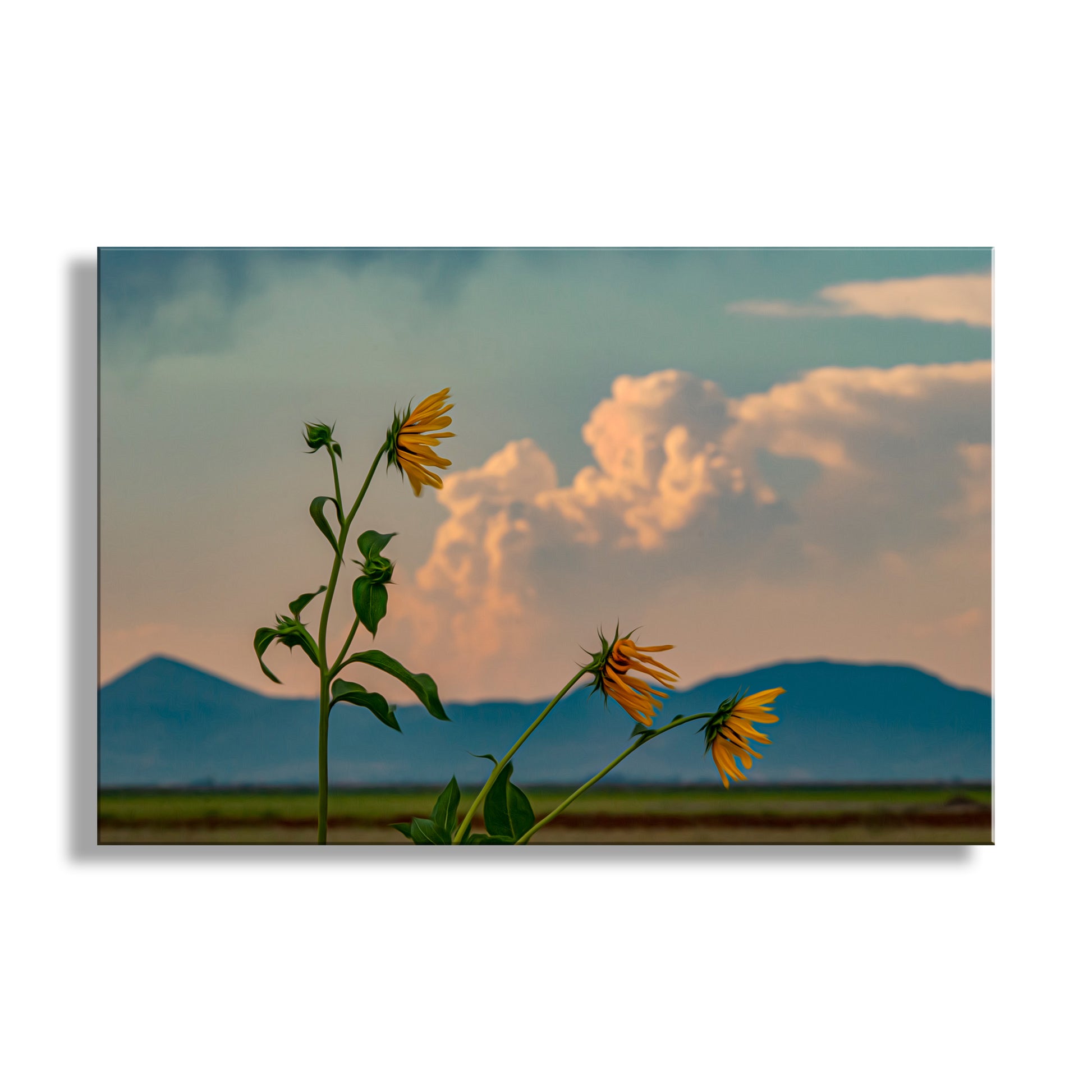 Sunflowers against a backdrop of clouds and mountains. Wild Sunflower Art at Klamath Wildlife Refuge with Thunderstorm Sky & Windy Landscape