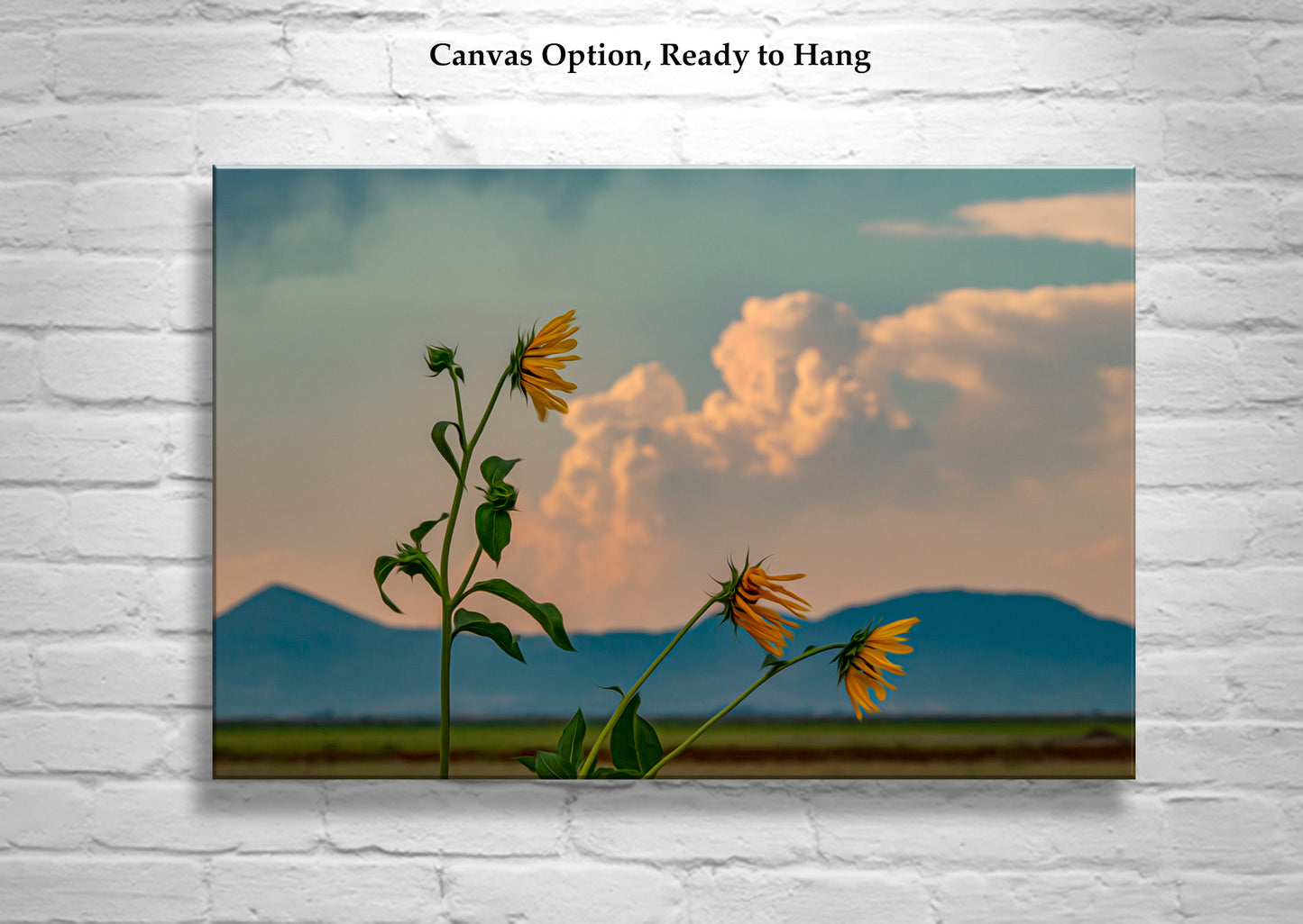 Wild Sunflower Art at Klamath Wildlife Refuge with Thunderstorm Sky & Windy Landscape