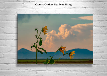 Wild Sunflower Art at Klamath Wildlife Refuge with Thunderstorm Sky & Windy Landscape