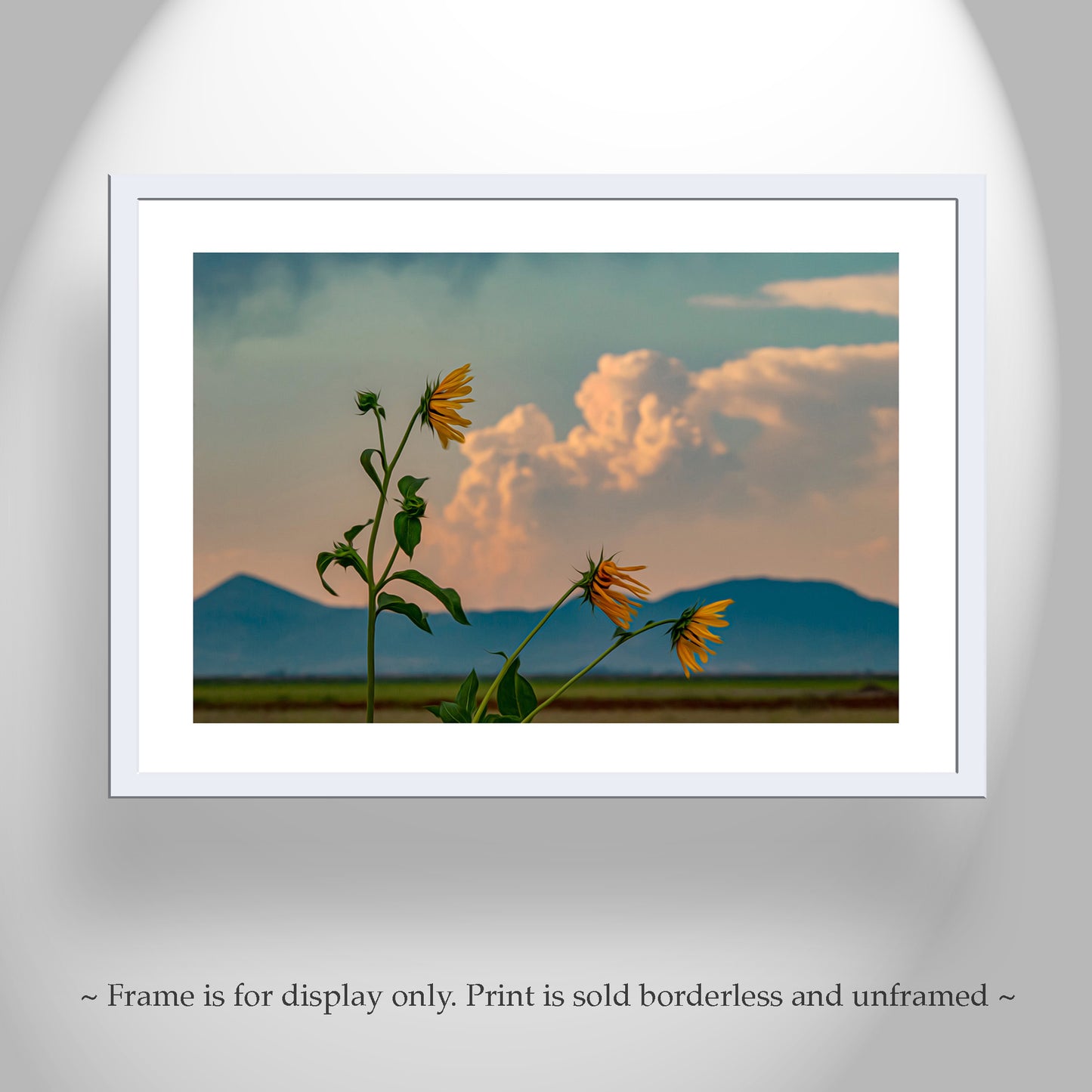 Wild Sunflower Art at Klamath Wildlife Refuge with Thunderstorm Sky & Windy Landscape
