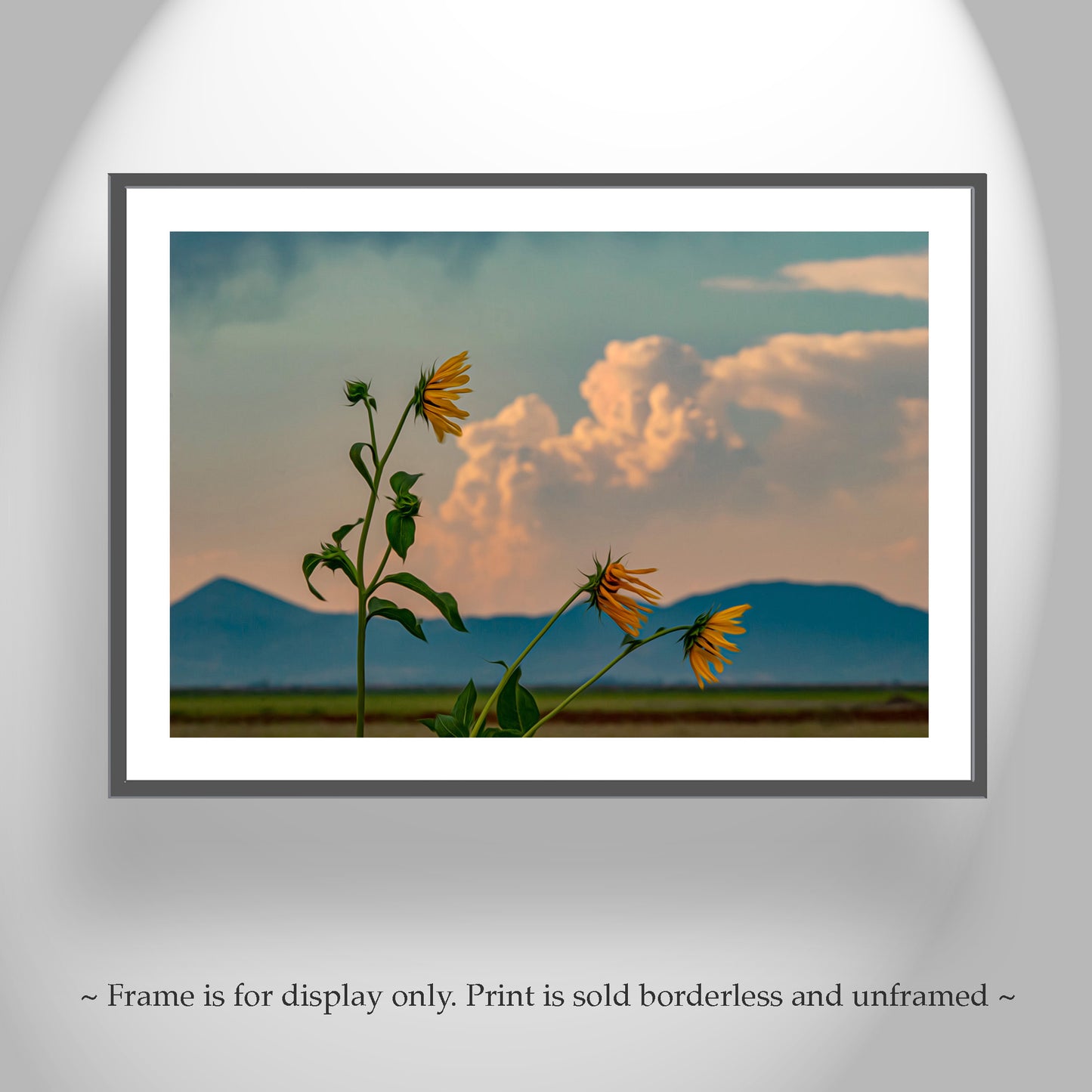 Wild Sunflower Art at Klamath Wildlife Refuge with Thunderstorm Sky & Windy Landscape