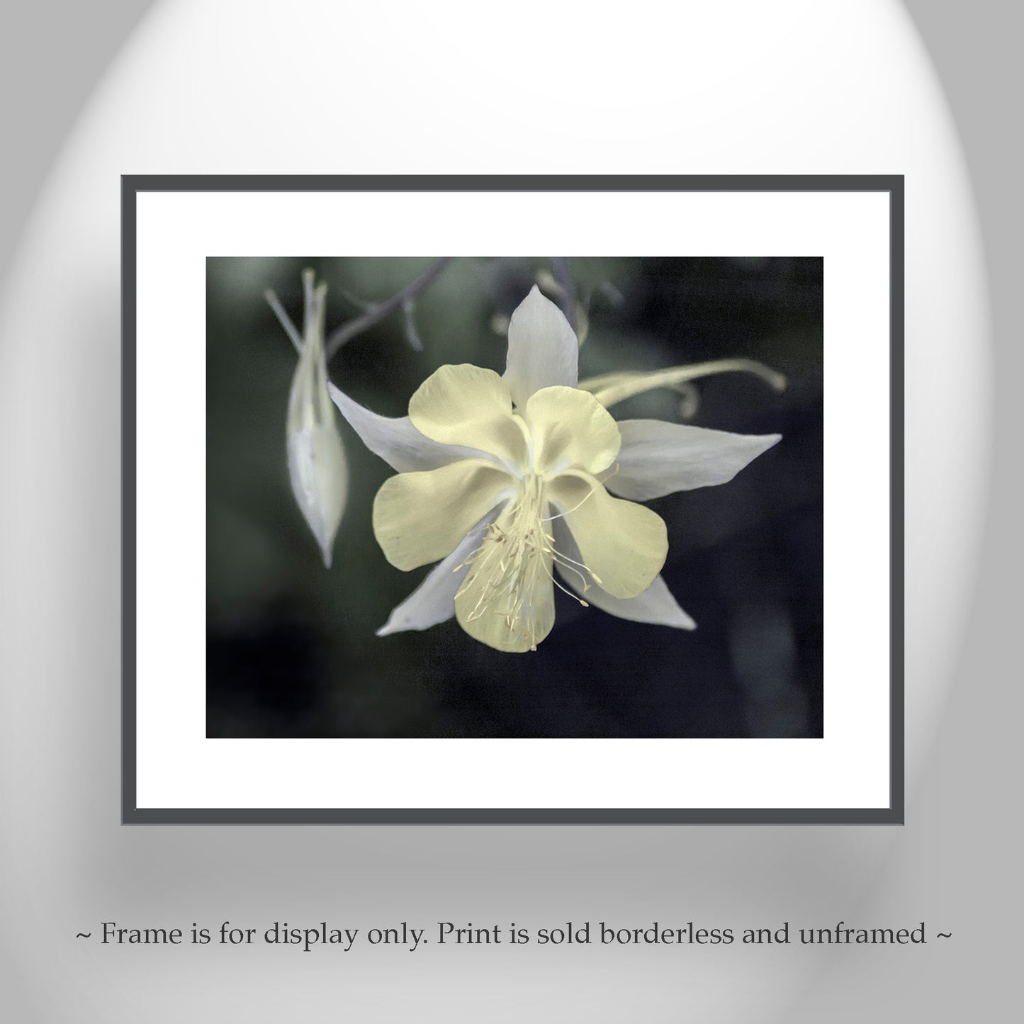Wild Arizona Columbine Flower Art – Minimalist Botanical Print