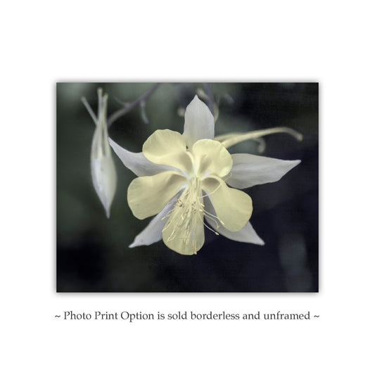 Wild Arizona Columbine Flower Art – Minimalist Botanical Print