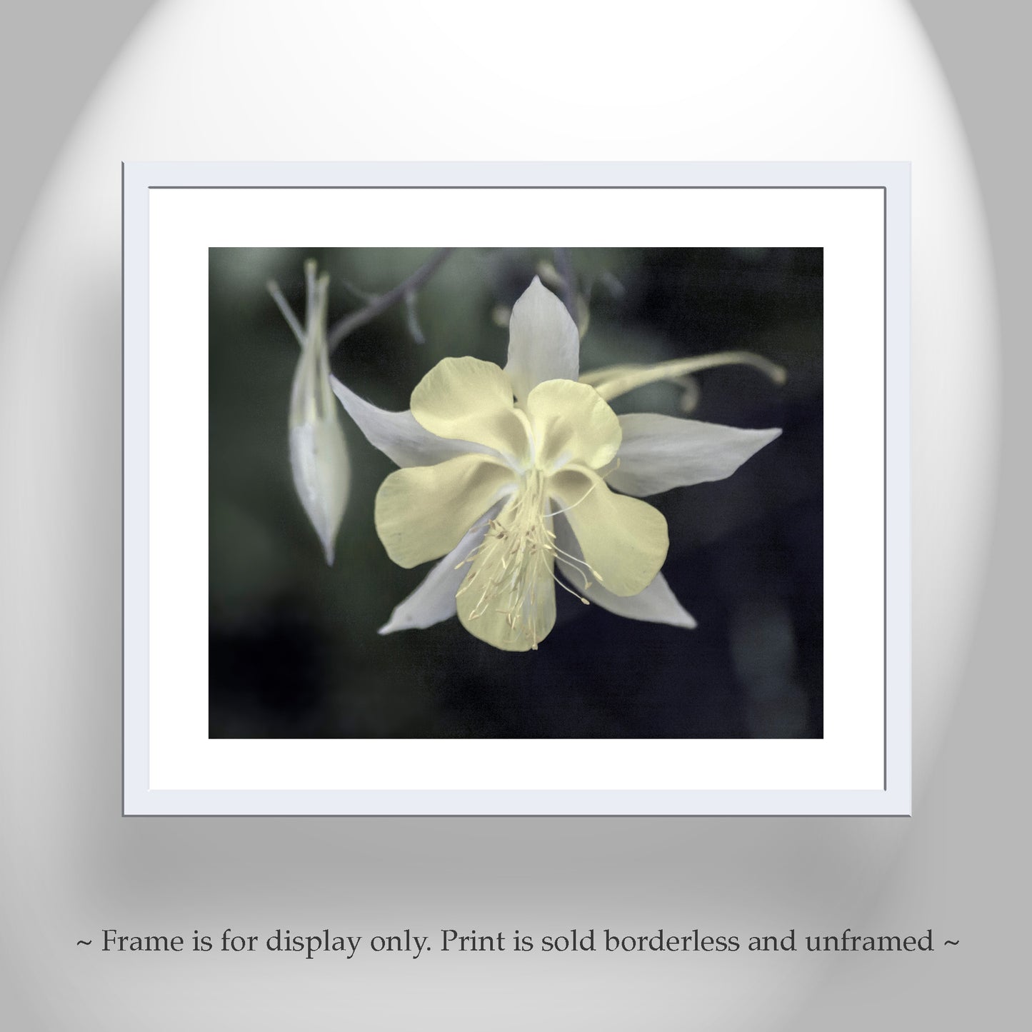 Wild Arizona Columbine Flower Art – Minimalist Botanical Print