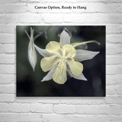 Wild Arizona Columbine Flower Art – Minimalist Botanical Print