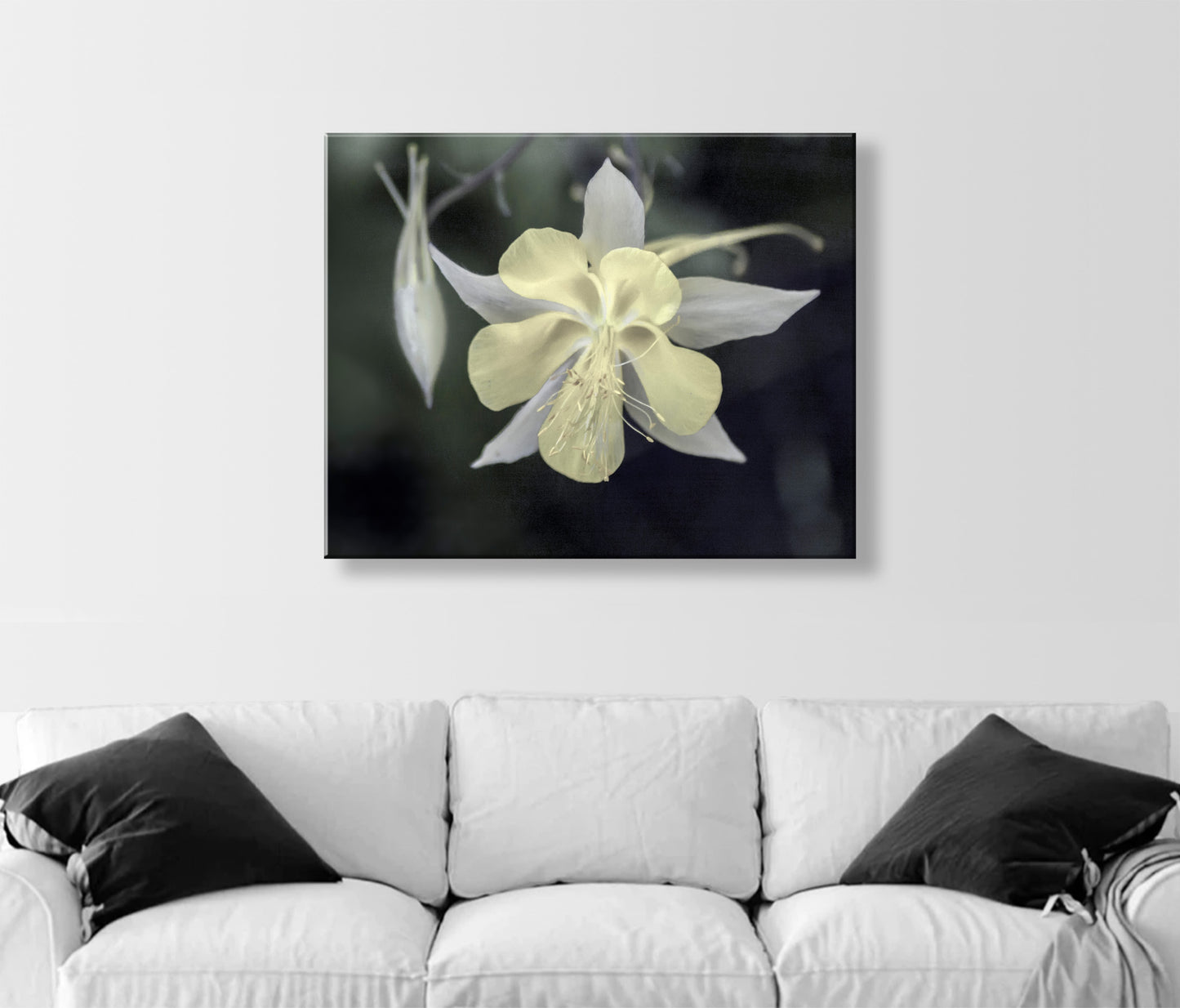 Wild Arizona Columbine Flower Art – Minimalist Botanical Print