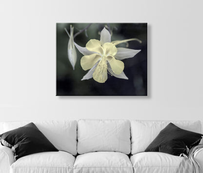 Wild Arizona Columbine Flower Art – Minimalist Botanical Print