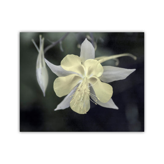 Wild Arizona Columbine Flower Art – Minimalist Botanical Print