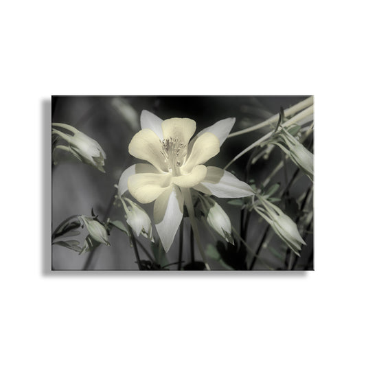 Columbine Flower Art with Arizona Desert Oasis