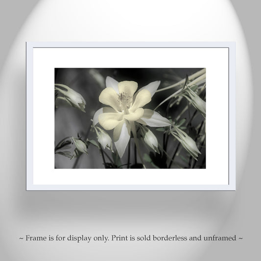 Columbine Flower Art with Arizona Desert Oasis