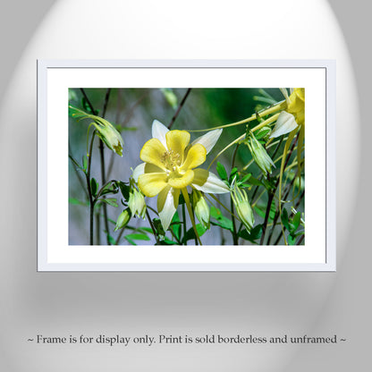 Wild Yellow Columbine Flower Art | Arizona Desert Oasis Wildflower Print | Canyon Flower Photo Gift