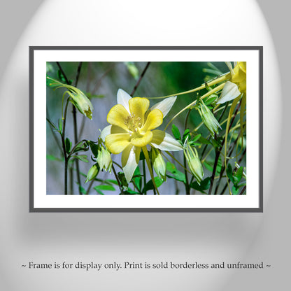 Wild Yellow Columbine Flower Art | Arizona Desert Oasis Wildflower Print | Canyon Flower Photo Gift