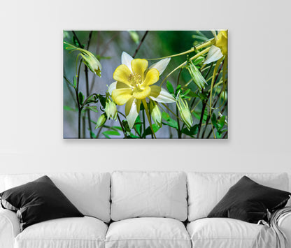 Wild Yellow Columbine Flower Art | Arizona Desert Oasis Wildflower Print | Canyon Flower Photo Gift